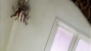 الخدامه المنحرفه واقفه بتنضف الصاله  سكس مصري جامد وبتغري البيه بتاعها بجسمها وتغمزله بعنيها وبياخدها لجوه الاوضه بترضع له في زوبره