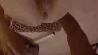 الراجل الفحل مفلقس طيز شرموطته وبينيك في طيزها سكس مصري  اوي وهي عالي اول السرير وبيدخل وبيطلع فيها اوي وهي متوجعه